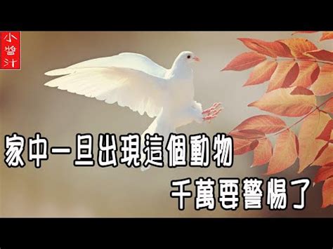 自來鳥風水